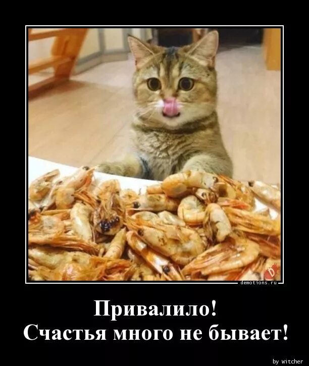 Счастья многого не бывает. Коты демотиваторы. прикол счастье привалило. на без рыбьи и так рыба. юмор счастья много не бывает.