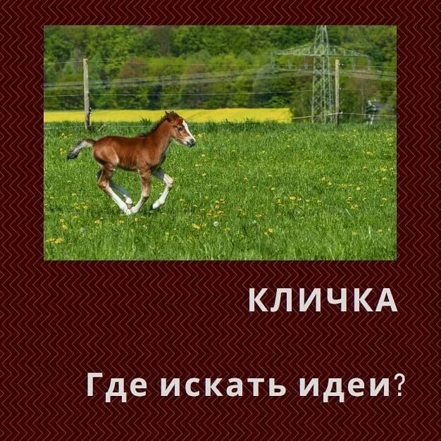 Кличка коня капитана махотина. Клички лошадей. Клички для жеребенка. Придумать кличку лошади. Красивые имена для лошадей.