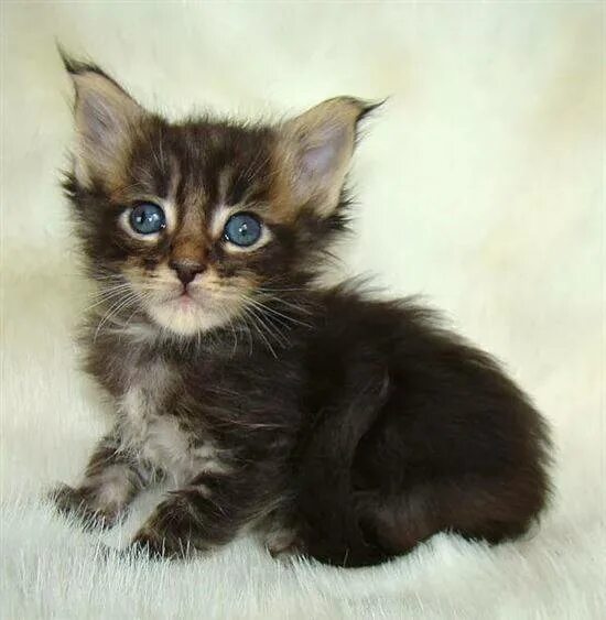 Котята мейн куна 2 недели. Котята мейн-куна в 2 месяца. Котята мейеуна 2 месяца. Котята мейн кун фото 1 месяц. Котята мейн кун 1.