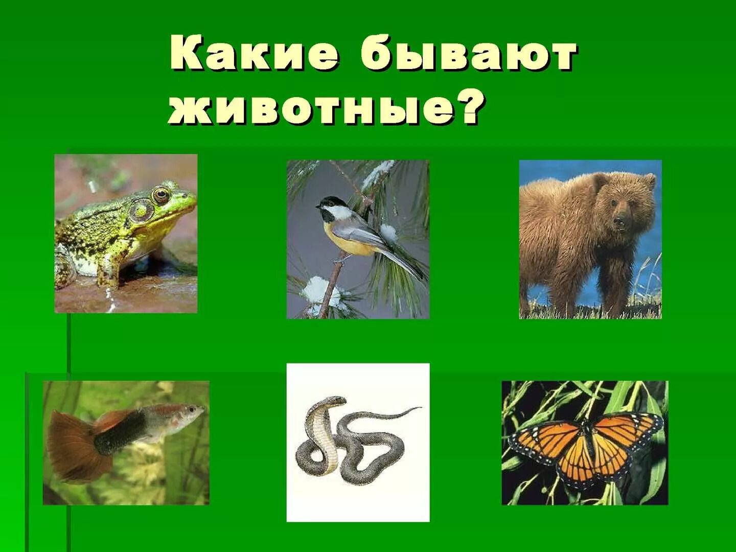 Вид животных 3 класс окружающий. Какие бывп.ют животные. Какикакие бывают животные. Какие бывают животные картинки. Животный Ир 2 класс.