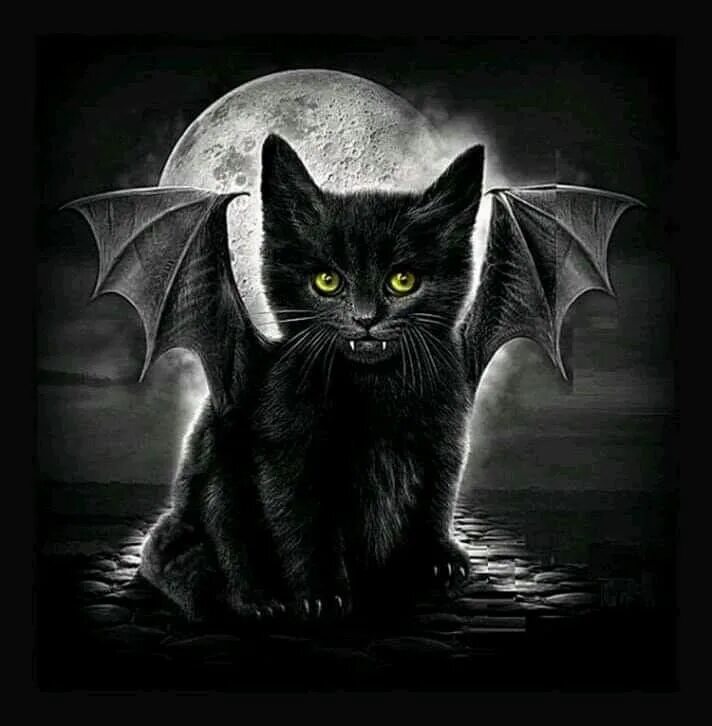 Pin on Cats