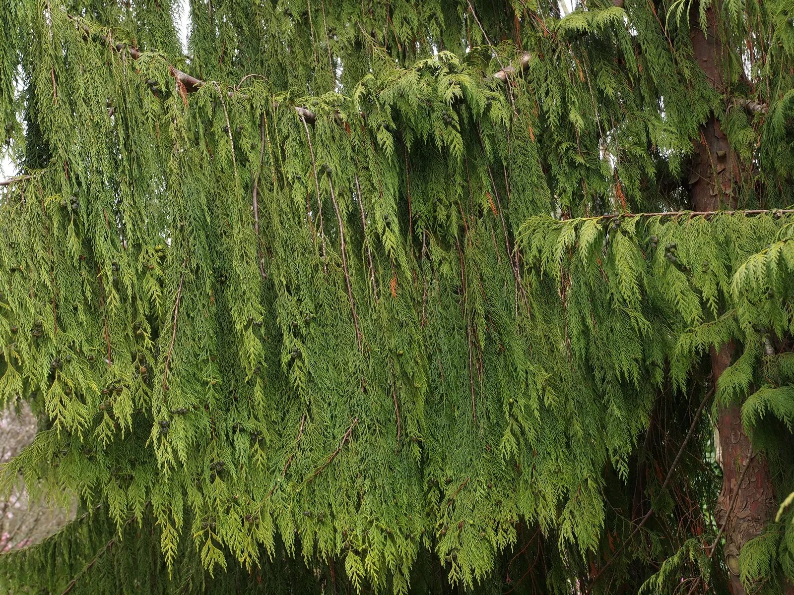 кипарисовик нутканский джубили. кипарисовик нутканский pendula. кипарис нутканский пендула. кипарисовик нутканский (сорт 'glauca'). кипарисовик нутканский.