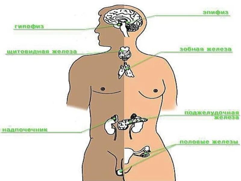 Железы эндокринной системы анатомия. Органы желез внутренней секреции. Железы внутренней секреции рисунок. Схема расположения желез внутренней секреции организма.