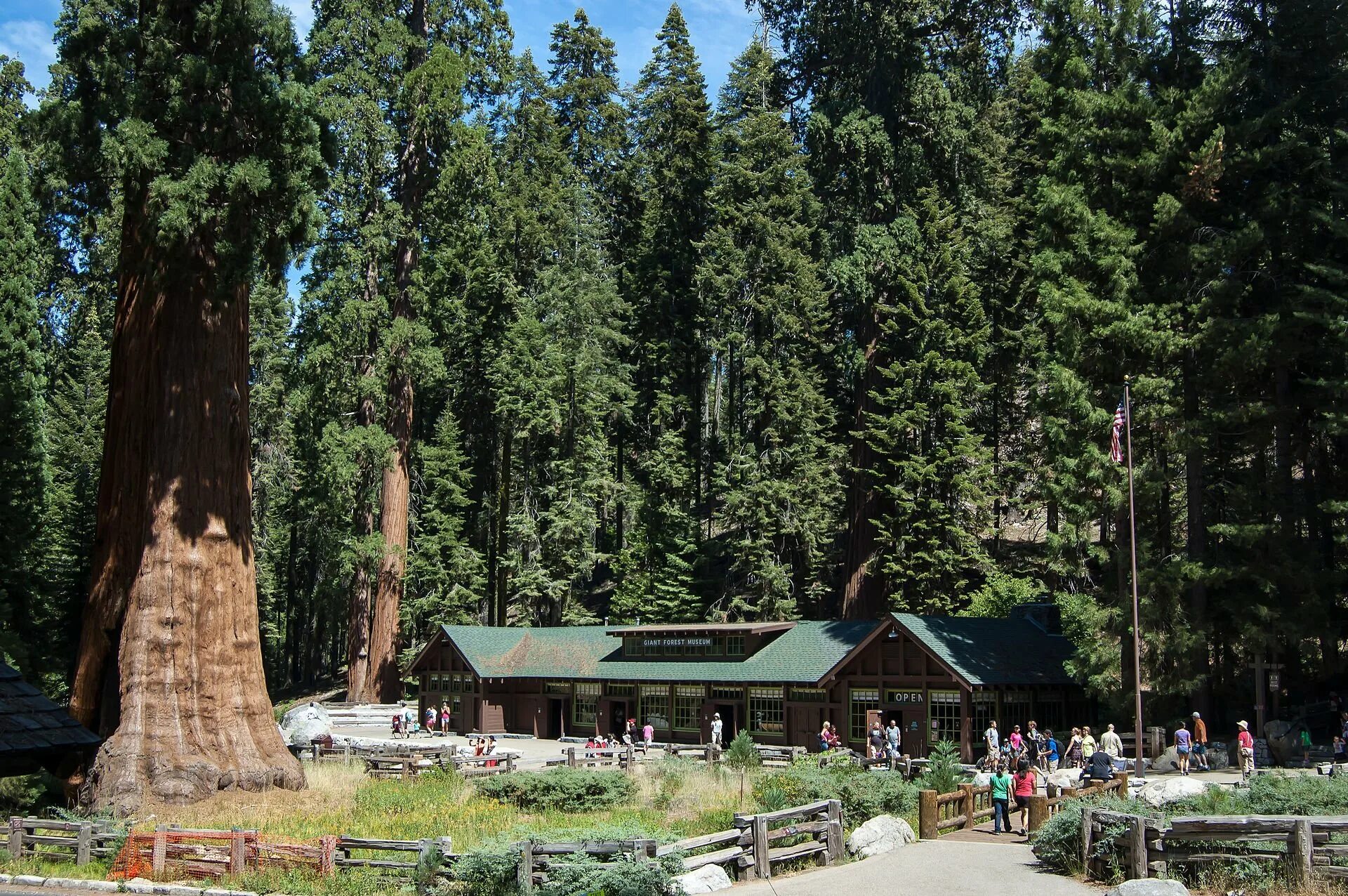Forest museum. Сиквоир парк америка. giant forest museum. giant forest lodge historic district гигантский лес. генерал леса.