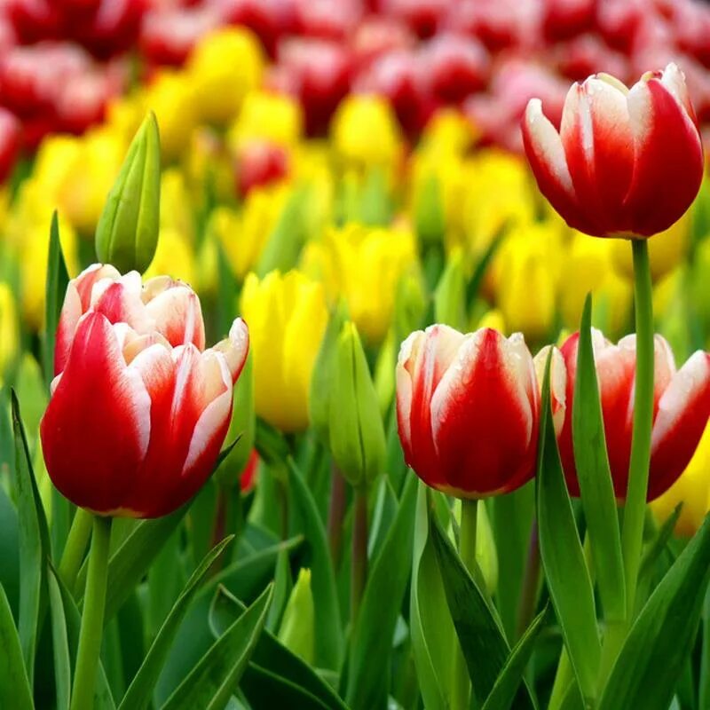 сочинские тюльпаны. тюльпаны благовещенск. сорт тюльпана айс крим. сорт тюльпанов лалибела. Tulpany v vazie фото.