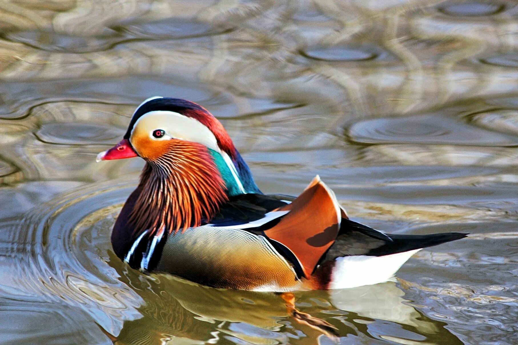 Водоплавающая Мандаринка утка. Дикая утка Мандаринка. Утка Мандаринка Перелетная. Дикие утки Мандаринка.