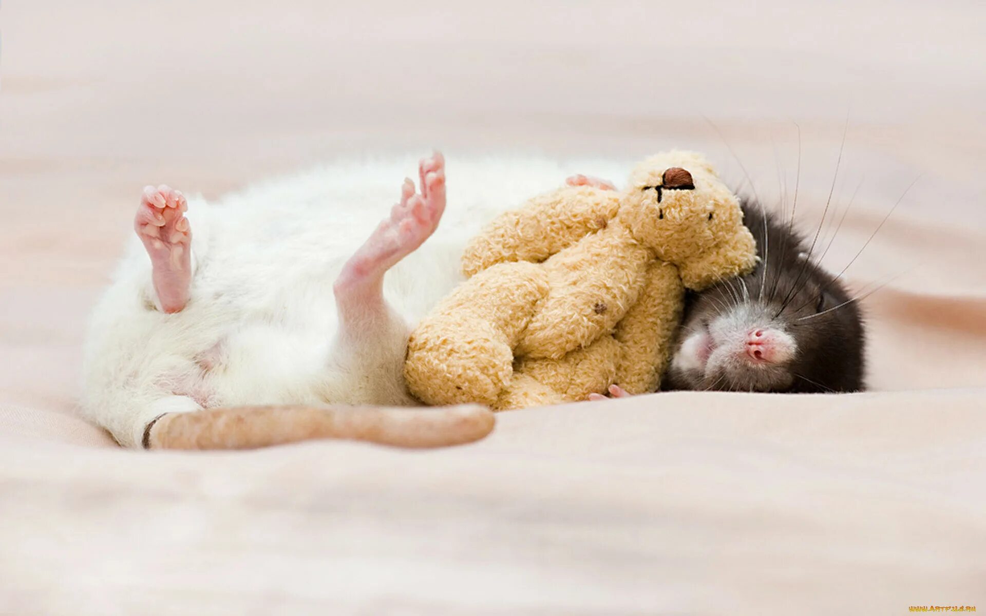 Спящие животные. Милые крыски. Спокойной ночи хомячок. Мыши днем спят ночью