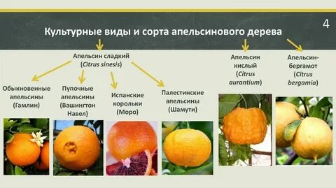 Виды цитрусовых плодов