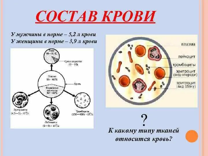 Тканевая жидкость образуется из эритроцитов лейкоцитов. Тканевая жидкость образуется из эритроцитов лейкоцитов