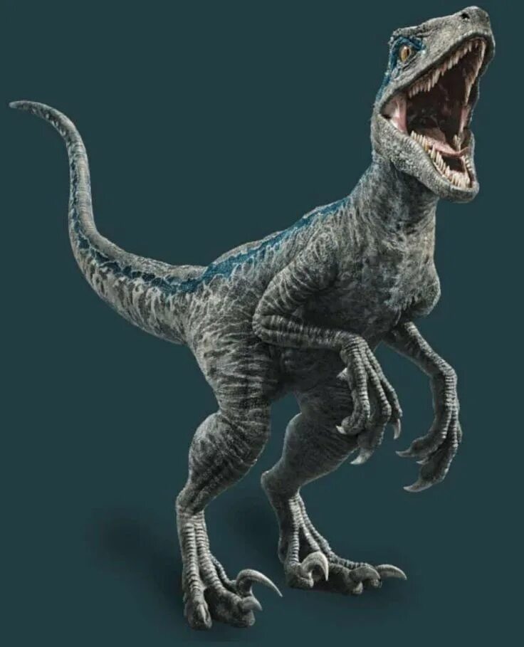 Jurassic world evolution велоцираптор блю. Парк юрского периода велоцираптор блю. Велоцераптор мир юрского периода. Парк юрского периода велоцираптор. Раптор велоцераптор.