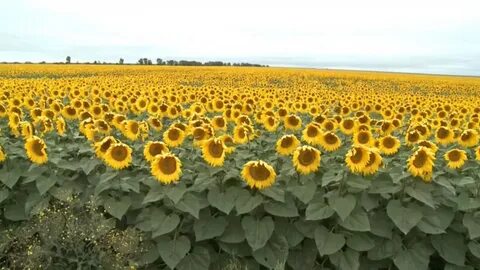 Керемет транс әйел ұзын соңы бар жалаңаш еркек жопаны қуантады