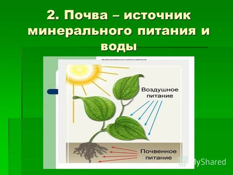 Что растения не могут получить из почвы. Что растения не могут получить из почвы