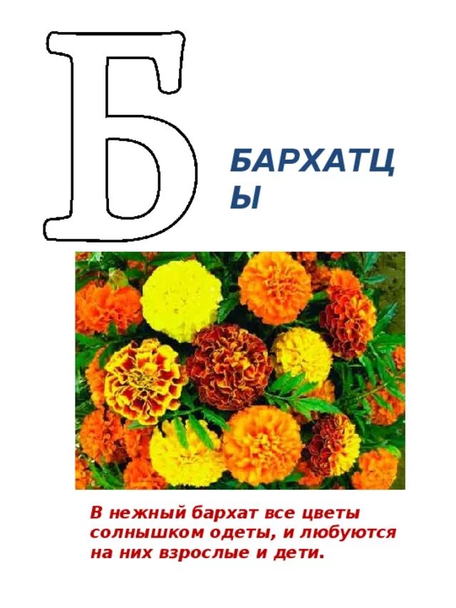 Название цветка с большой буквы. Цветочная Азбука. Цветы на букву б. Проект Азбука цветов. Азбука цветов 1 класс.