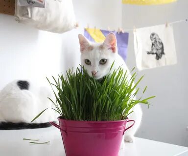 Трава для кошки дома