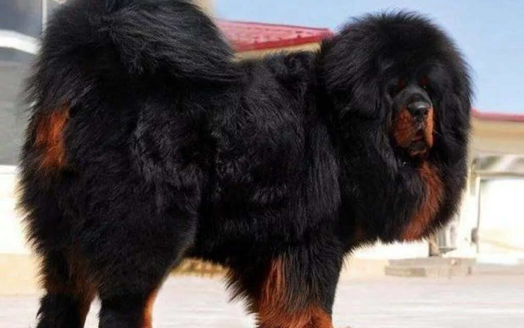 Самая большая собака название. Тибетский мастиф. Тибетский мастиф Хонг Донг. Мастиф тибетский мастиф. Тибетский мастиф черно подпалый.