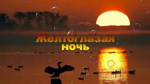 Песня желтоглазая ночь