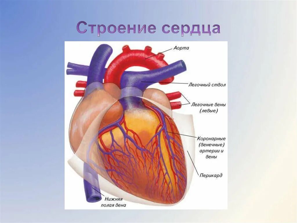 Какая структура сердца человека изображена на рисунке. Строение сердца. Строение сердца человека. Строение и работа сердца. Сердце человека анатомия кровообращение.