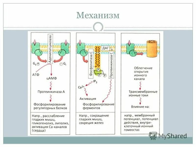 механизм действия рецепторов. Hfe белок. механизм антибактериального действия бета-лактамных антибиотиков. белки механизм действия. G белок структура.