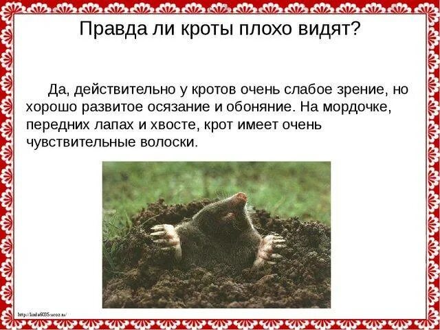 Слепой крот. Крот копает. Строение голого землекопа. Почему крота называют землекопом и строителем ответ. Крот презентация.