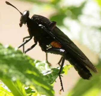 Black fly
