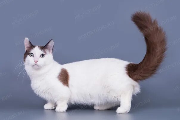 funny cat 