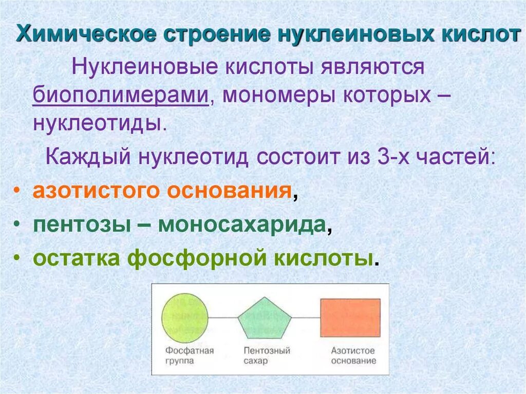 Элементы состава нуклеиновых кислот. Строение нуклеиновых кислот кратко. Структура и биологическая роль нуклеиновых кислот. Химическое строение нуклеиновых кислот. Схема строения нуклеиновых кислот.