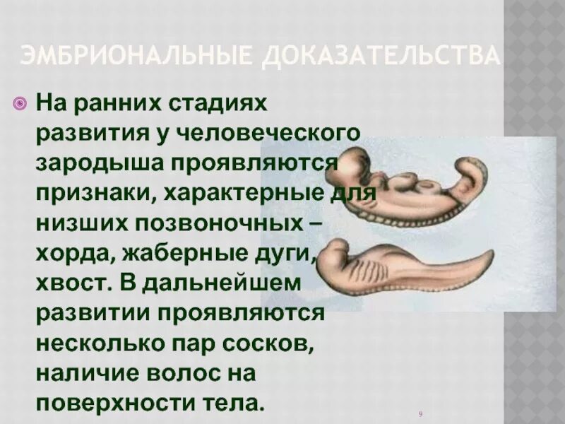 Наличие хвоста у зародыша человека на ранней. Низшие позвоночные. Низших позвоночных это примеры. Низшие позвоночные животные. Низшие позвоночные представители.