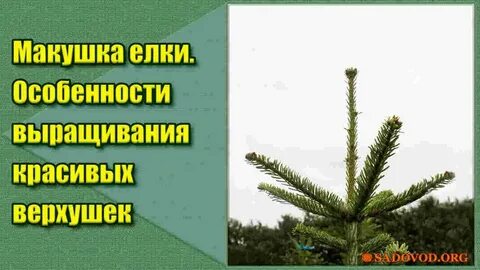 На макушке ели