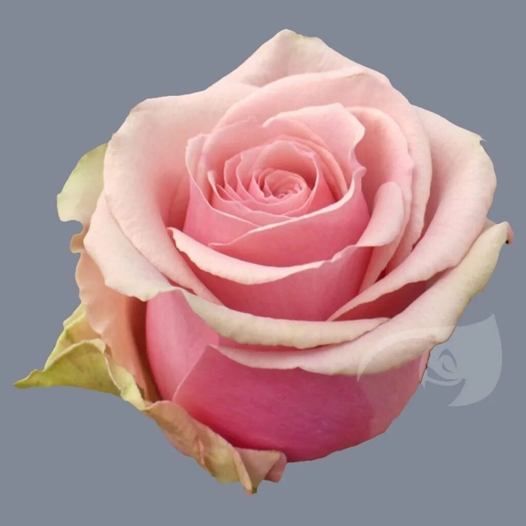 Роза ваня фото и описание DESENHO DE FLOR → Modelos Fáceis de Copiar e Imprimir