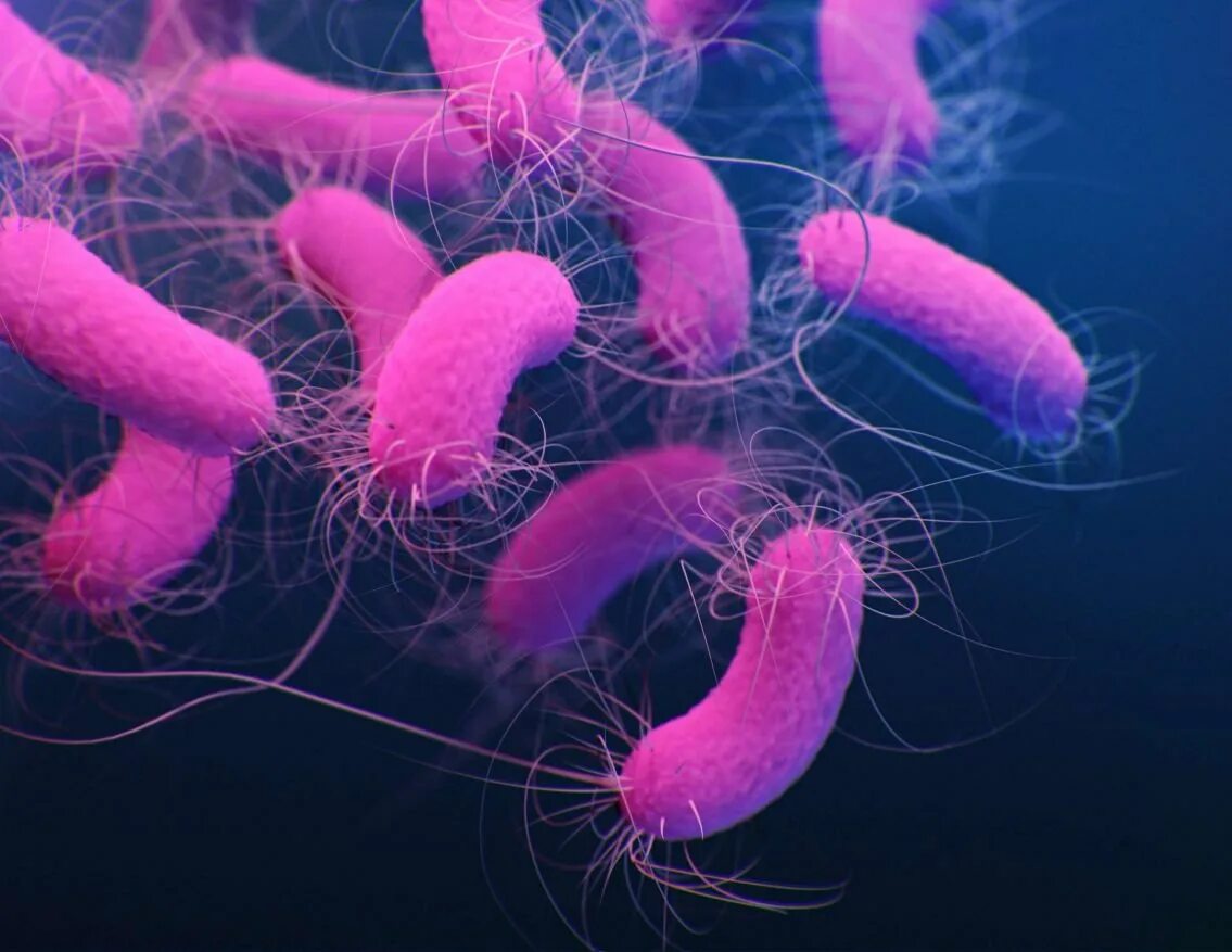 Рубцовые бактерии. Бактерия Pseudomonas aeruginosa. Бактерия синегнойная палочка. Возбудитель псевдомонады. Псевдомонас микробиология.