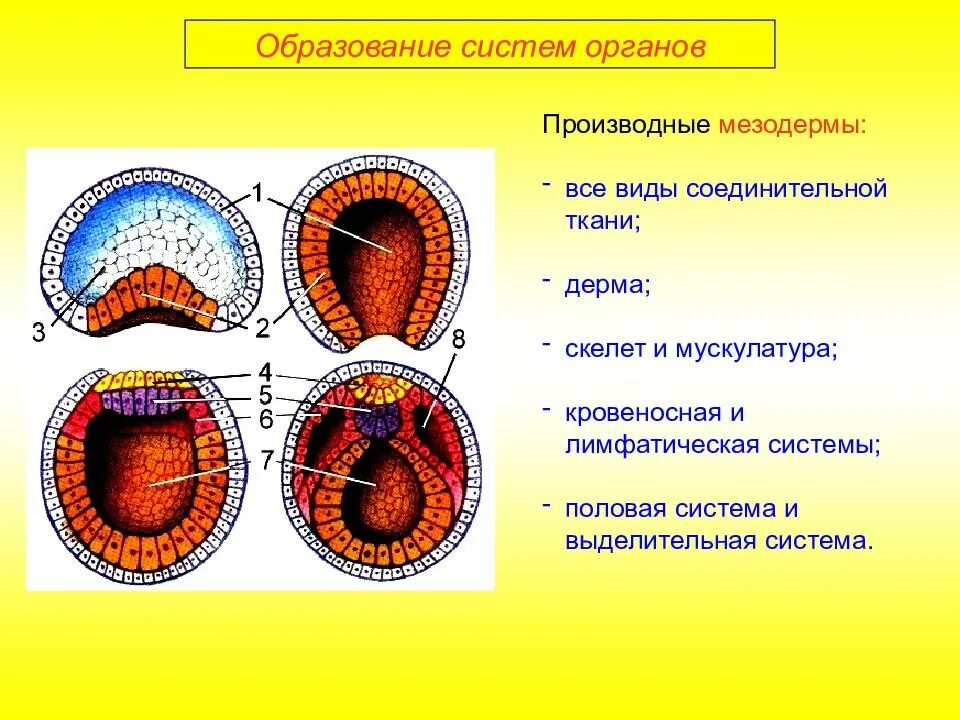 На стадии эмбрионального развития мезодерма не закладывается. Мезодерма эктодерма энтодерма эмбрион. гаструляция мезодерма. гаструляция 3 зародышевых листка. онтогенез эктодерма мезодерма энтодерма.