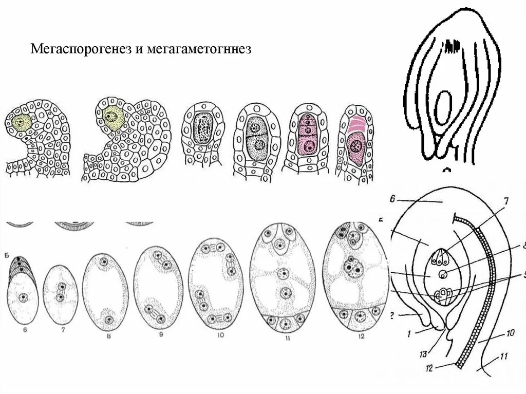 Образование женского гаметофита. Мегаспорогенез мегагаметогенез 10 стадий. Мегаспорогенез голосеменных. Мегагаметогенез у покрытосеменных. Мегагаметогенез голосеменных.