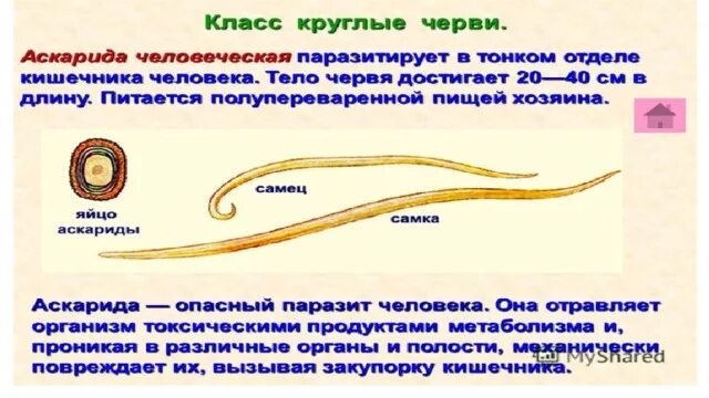 Тип круглые черви строение тела. Круглые черви аскарида человеческая. Круглые черви кратко основное. Общее строение круглых червей.