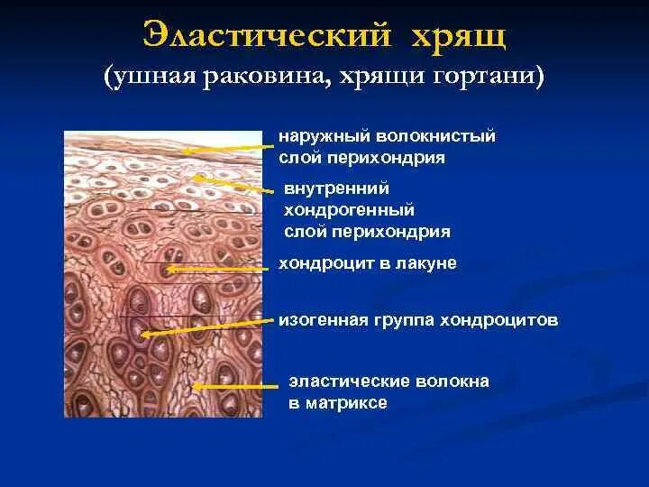 Изогенные группы. Гиалиновый эластический и волокнистый хрящ. Территориальный Матрикс эластический хрящ. Изогенные группы эластического хряща. Эластический хрящ ушной раковины хондроцитов.