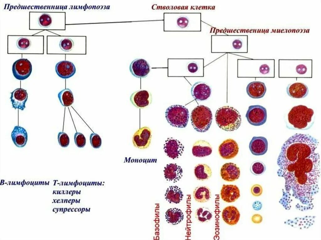 Деление стволовой клетки схема. Формы лейкоцитов схема. Строение лейкоцитов схема. Клетки крови схема. Т клетки крови