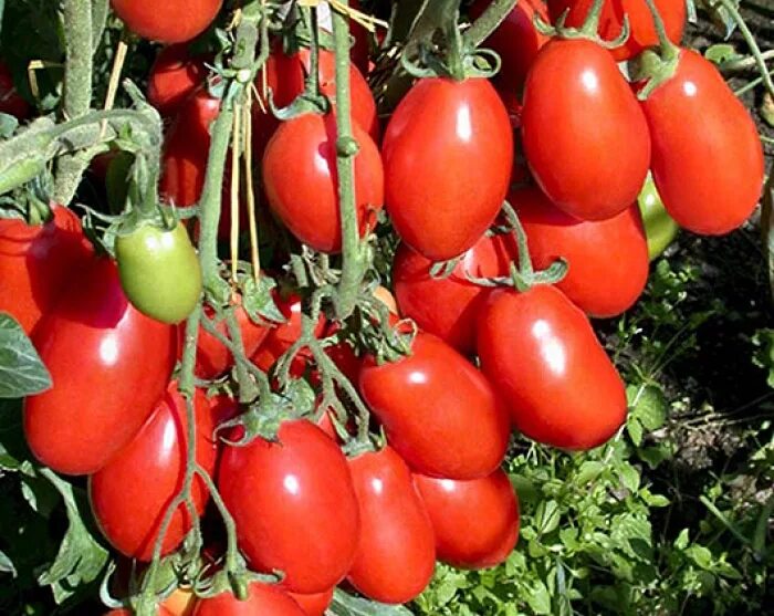 Томат Дон Жуан. Сорт томата Дон Жуан. Томат Дончак. Томат Дон Жуан СДК. Don tomato