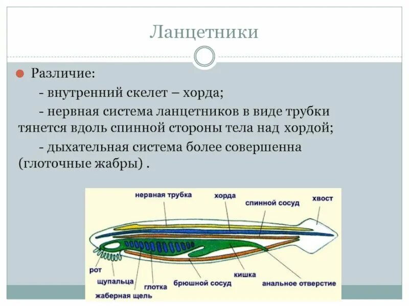 Внутренний скелет хордовых