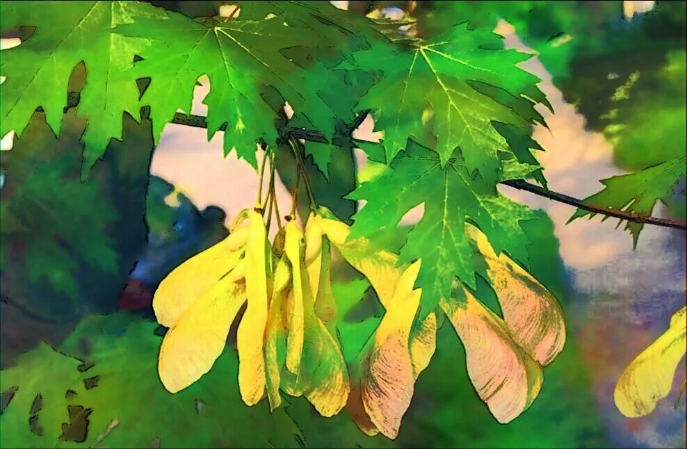Acer platanoides - Image of an specimen - Plantarium