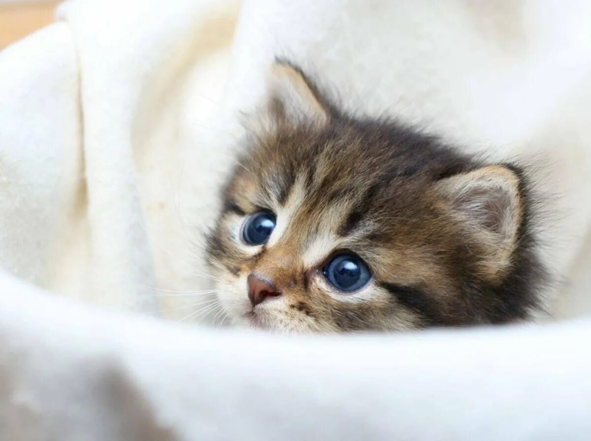 Красивые котята. Включи песню маленькие котики котики котики. Котенок выглядывает. Включи песню маленькие котики котики котики. Включи песню маленькие котики котики котики.