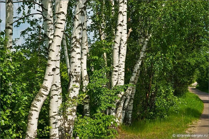 Березки орел. Березы России. Береза летом. Русская береза. Лето березы.