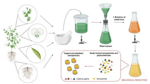 Plant extraction