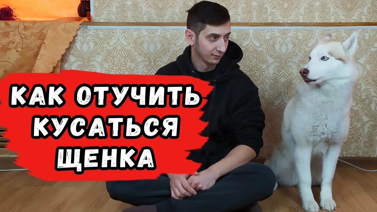 Как отучить собаку кусать ноги. Отучить собаку кусаться. хаски кусается. как отучить хаски кусаться.