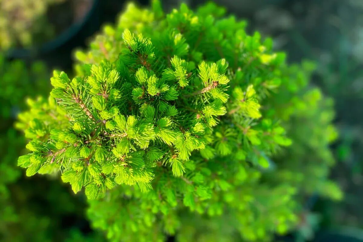 Ель канадская Коника. Picea glauca. Picea glauca perfecta('hb07'PBR). Ель Глаука Коника. Коника весной