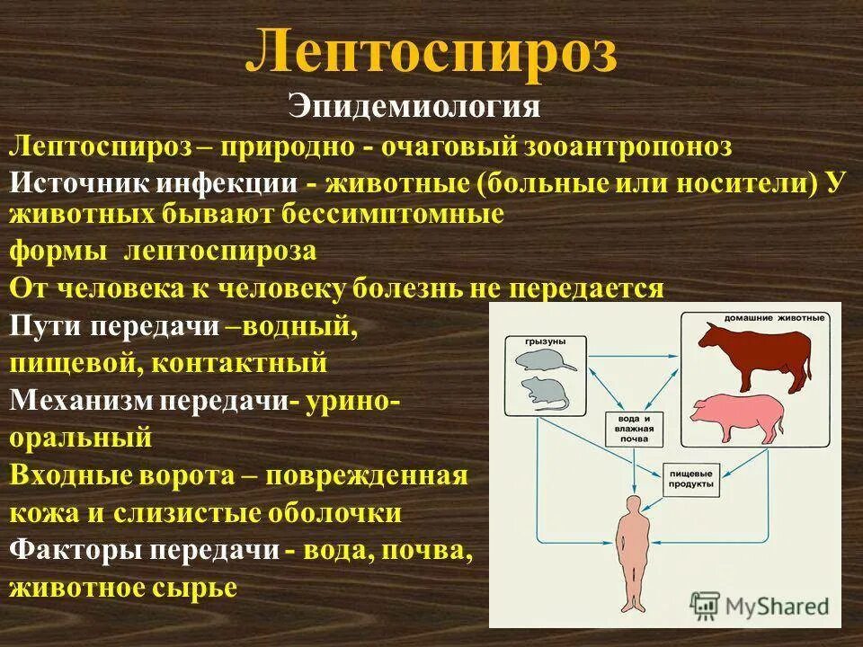 Лептоспироз инфекционный. Лептоспироз источник инфекции. Клинические симптомы лептоспироза. Лептоспироз симптомы пути передачи. Характерные синдромы и симптомы лептоспироза:.