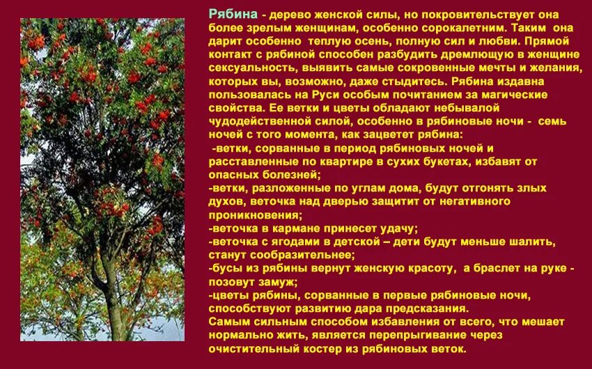 Деревья вампиры список. Деревья лекари. Деревья лекари. Сила деревьев и энергия. Человек обнимает дерево.