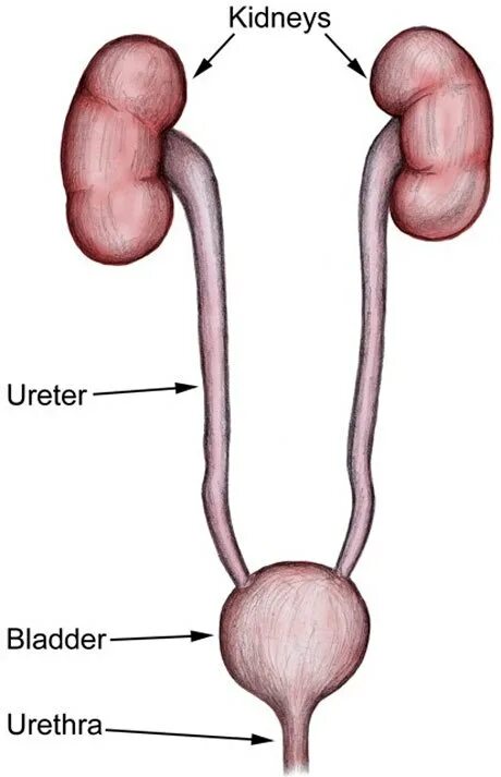 Название мочеточника. Мочеточники и мочевой пузырь анатомия. Строение мочеточника анатомия человека. Мочеточник (ureter). Строение мочеточника рисунок.