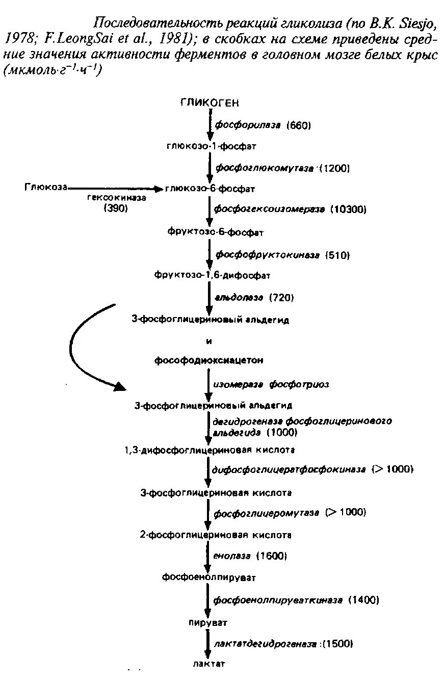 Схема гликолиза биохимия. Гликолиз. Химические реакции и ферменты.. Последовательность реакций аэробного гликолиза. Окисление Глюкозы в головном мозге. Гликолиз последовательность реакций