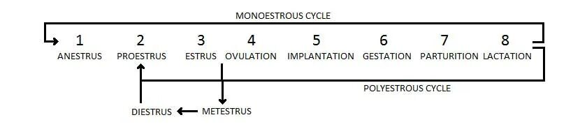 Состоит из четырех фаз. Эстральный цикл. Эстральный цикл у животных. Фазы полового цикла коровы. Эстральный цикл у собак.