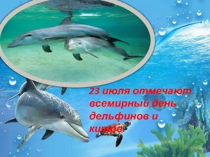 День китов и дельфинов