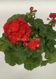 Королева бирмы пеларгония